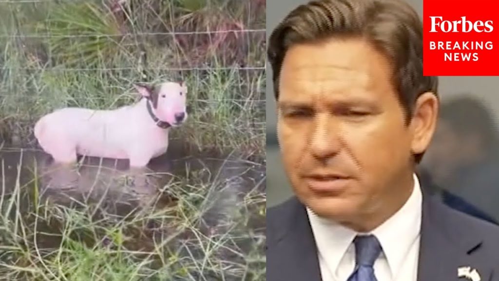 JUST IN: DeSantis Gives Update On Dog Found Chained To Fence Amidst Threat Of Hurricane Milton